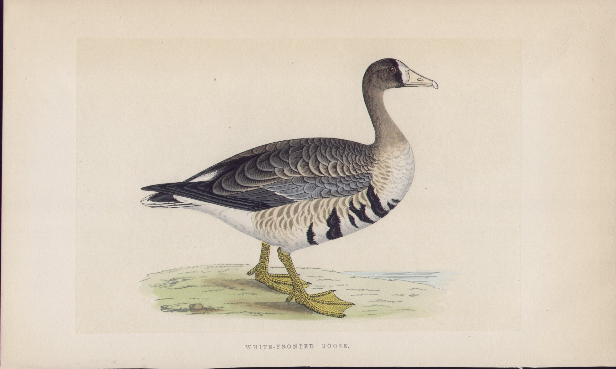 Wood - White-fronted Goose - Fawcett